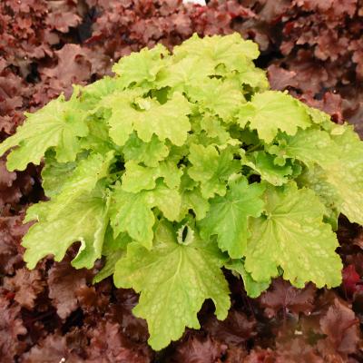 green emerald velvet dress DRESSED UP Heuchera 'Prom Dress'